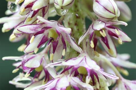 Eucomis bicolor