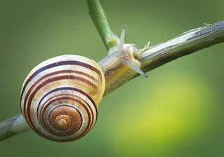 White-lipped snail | White-lipped snail (Cepaea hortensis) o… | Flickr