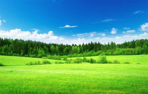 Wallpaper green, Nature, Field, Grass, Forest, tree, Forest for mobile and desktop, section ...