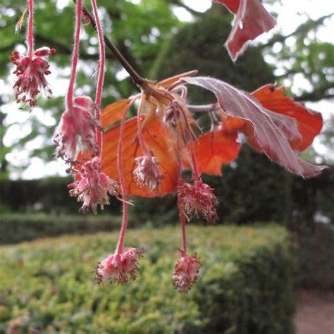 Fagus sylvatica f. purpurea in Insole Court