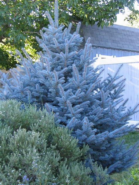 Dwarf Colorado blue spruce | Landscaping trees, Conifers garden, Blue spruce tree