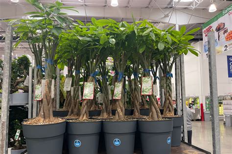 Live Costco Trees & Plants from $24.99 | Money Tree, Shaped Bonsai, & More | Hip2Save