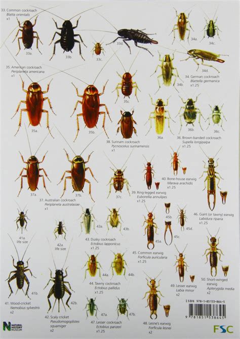 Uk Insect Identification Chart