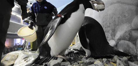 Get Excited: It's Penguin Breeding Season! - Awesome Ocean