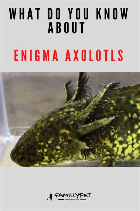 Enigma Axolotls , All You Need to Know