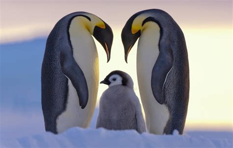 🔥 [50+] Penguin Family Wallpapers | WallpaperSafari