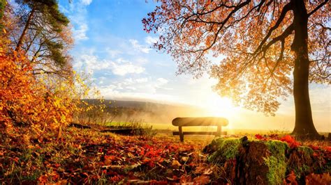 Bench in the autumn sunrise - backiee