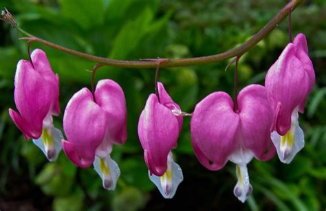 Photos by Stan: Bleeding Hearts [Today's Flowers]