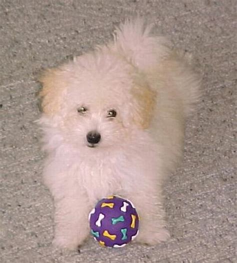 Pictures of Maltese-Poodle Puppies
