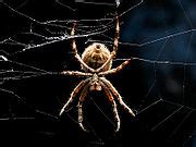 Araneidae - Wikimedia Commons