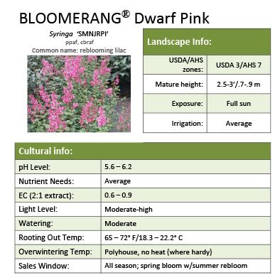 Bloomerang® Dwarf Pink Syringa Grower Sheet - Spring Meadow Nursery