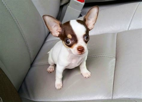 Chihuahua apple head :) Apple Head, Chihuahua, Boston Terrier, Puppies ...