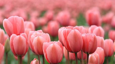 spring pink tulips bokeh S P R I N G Pinterest | Bulb flowers, Tulips images, Tulips