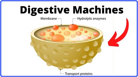 Lysosomes Function In Plant Cell - Cell Organelles Structure Vs ...