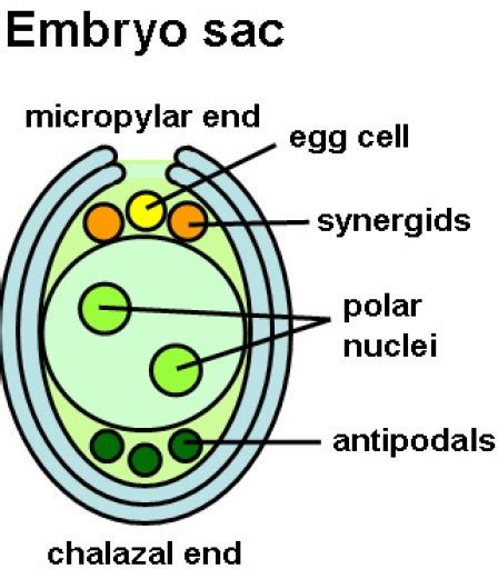 What is the Difference Between Male and Female Gametophyte - Pediaa.Com