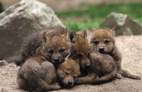 Wolf Pup Cuddle Puddle : r/TheCuddlePuddle