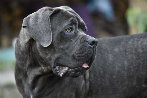 The Cane Corso Temperament & Personality