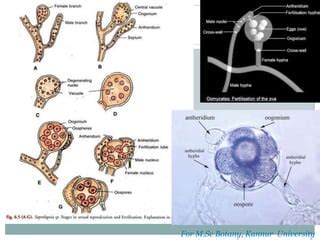 Saprolegnia | PPT