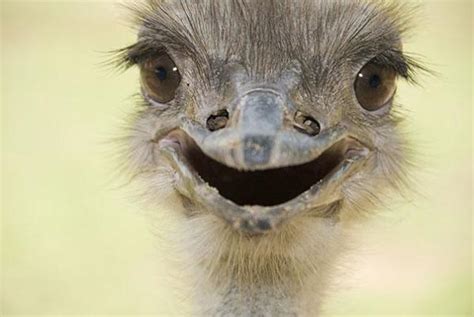 31 Super Happy Animals That Will Leave You Smiling