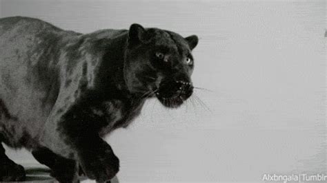 Panther GIFs - Get the best GIF on GIPHY