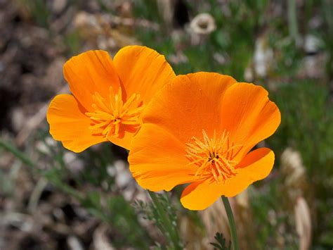 How to Grow and Care for California Poppies | Pansy Maiden