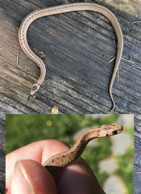 Brown baby snake with spots and vertical lighter top stripe? NW Vermont USA : r/whatsthissnake