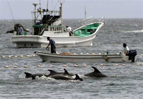 Court being asked to stop dolphin hunts in Japanese village | AP News