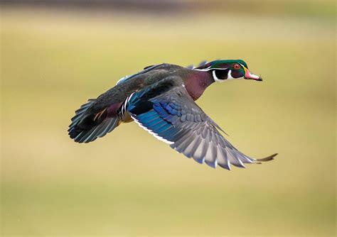 Wood duck drake flying 2 Photograph by Lynn Hopwood - Pixels