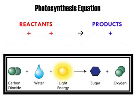 Equation For Photosynthesis