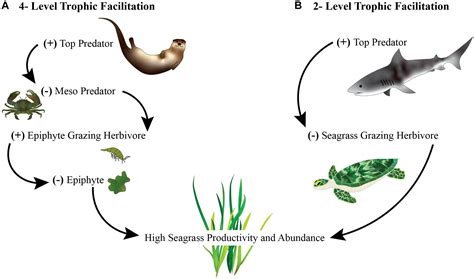 Frontiers | Positive Ecological Interactions and the Success of Seagrass Restoration