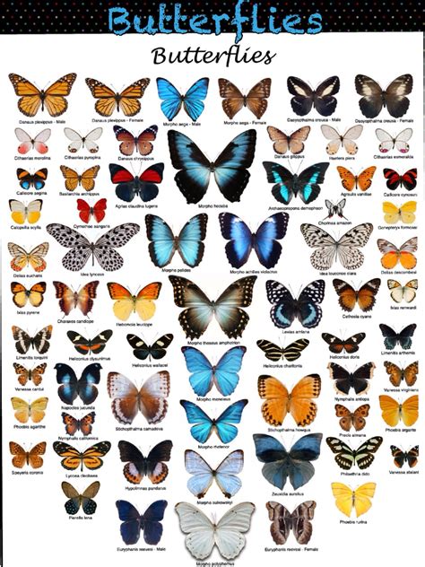 Butterfly Species (4) | Butterfly species, Butterfly pictures ...