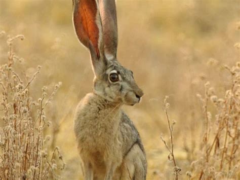 Lepus californicus (Black-tailed Jackrabbit) | Arizona Wildlife ...