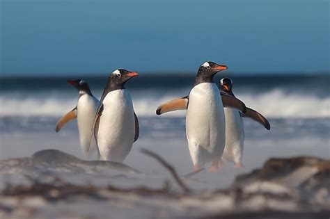 Gentoo Penguin Facts: Animals Of Antarctica - WorldAtlas