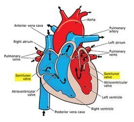 semilunar-valve Data Flow Diagram, American Heritage Dictionary, Heart ...