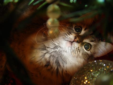 christmas cats - Christmas Photo (9351872) - Fanpop