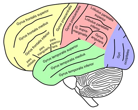 Supramarginal gyrus - Wikipedia | Medical school quotes, Brain mapping, Brain anatomy