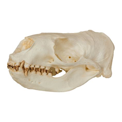 Replica Steller Sea Lion Skull (Female) For Sale – Skulls Unlimited ...