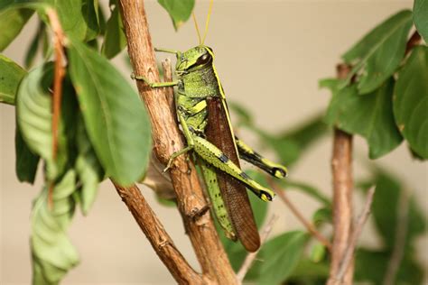 Big Green Grasshopper Free Stock Photo - Public Domain Pictures