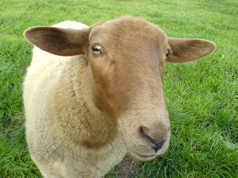 Fichier:Sheep Shaf Mouton.JPG — Wikipedia