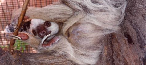 Peoria Zoo Hoffman’s Two-toed Sloth - Peoria Zoo