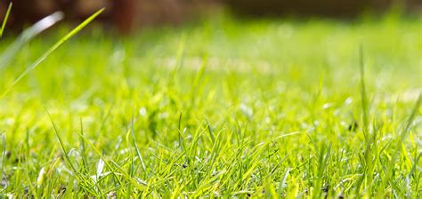 Close Up View Of The Grass In A Garden Shot From Ground Level Photograph by Fizzy Image