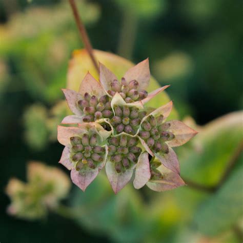 Bupleurum - Seeds NZ