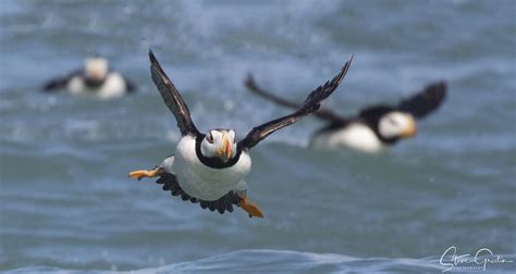 Alaska | Horned Puffin Flying