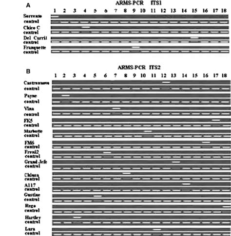 ARMS-PCR strategy based on the SNPs. Lanes 1–18 amplification PCR ...