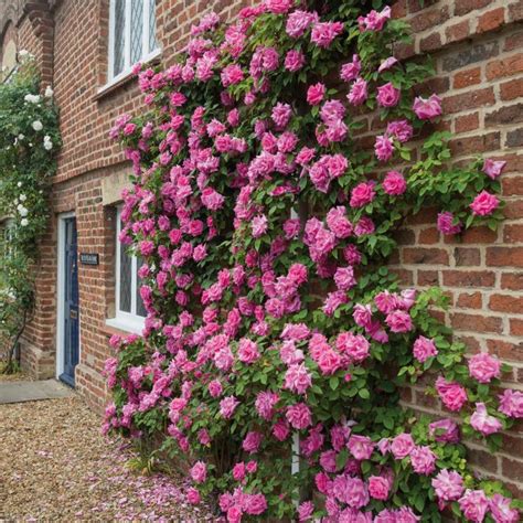 6 Climbing Roses That Are Easy-To-Grow and Will Make Your Garden Look ...