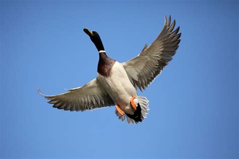 Ducks Flying Wallpaper - WallpaperSafari