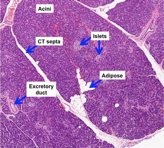 [10000印刷√] exocrine and endocrine pancreas histology 349297