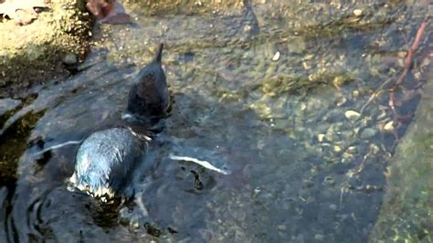 Baby Little Penguins First Swim-Cincinnati Zoo - YouTube