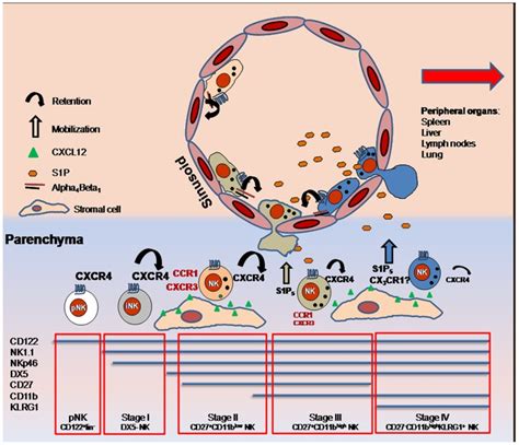 Expression of several chemoattractant receptors is modulated on NK ...