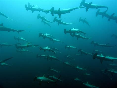 Hammerhead Shark Migration | Shark, Animal adaptations, Ocean ecosystem